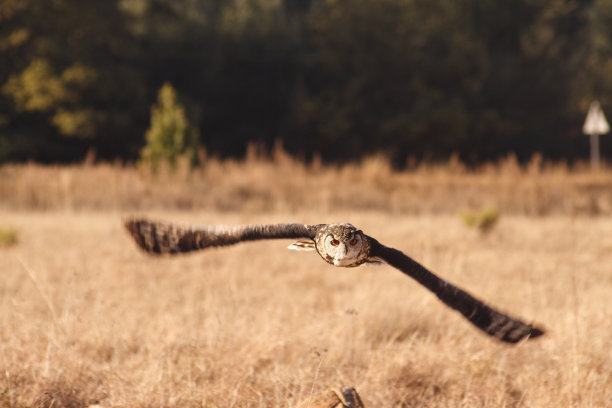 猫头鹰飞图片下载