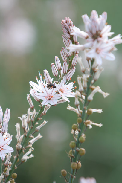 美丽的沙漠之花图片下载