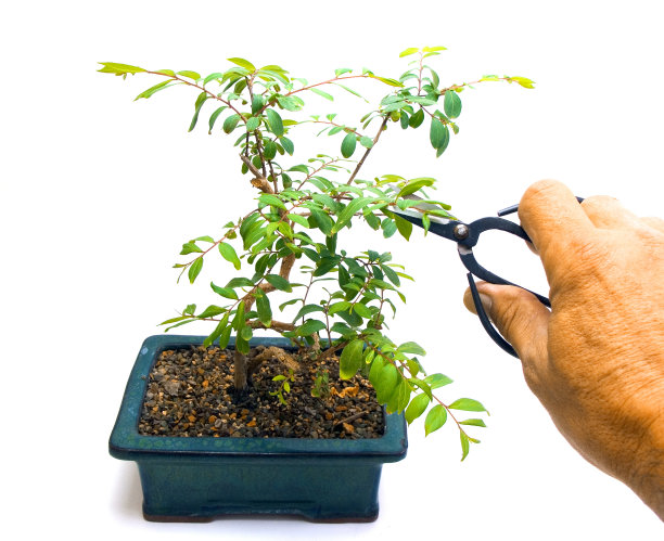 修剪盆景树图片下载