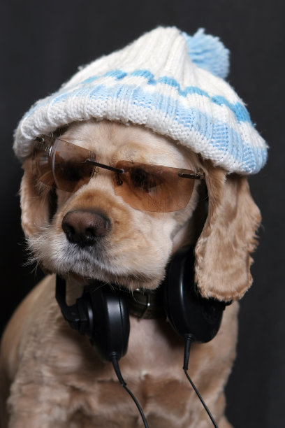 戴白帽的狗图片下载