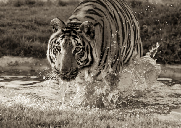 运行的老虎图片下载