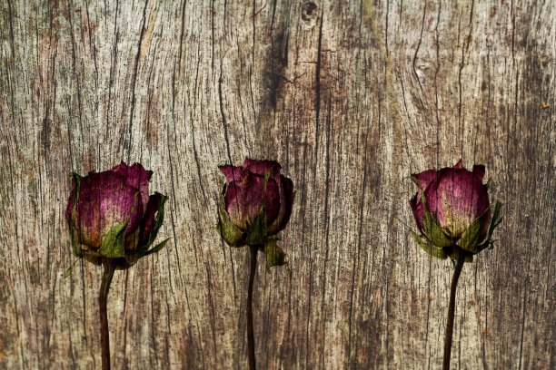 老玫瑰图片下载