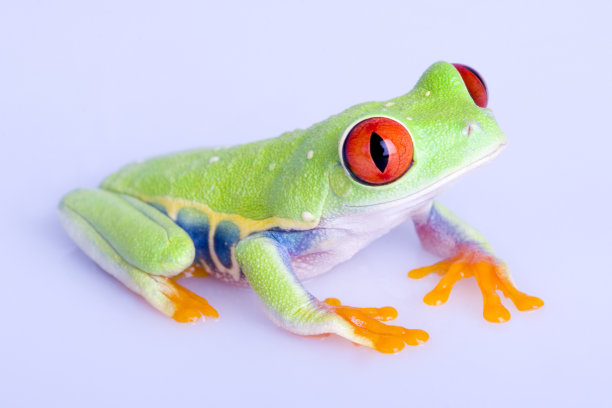 红眼树蛙图片下载