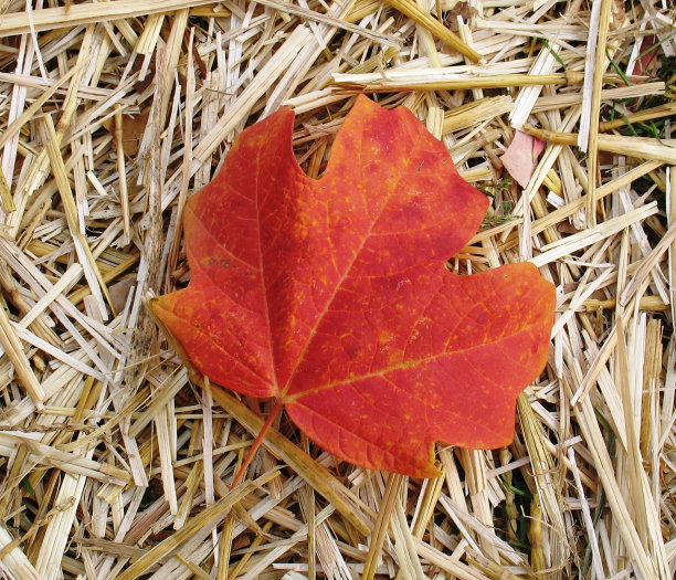秋天叶子图片下载