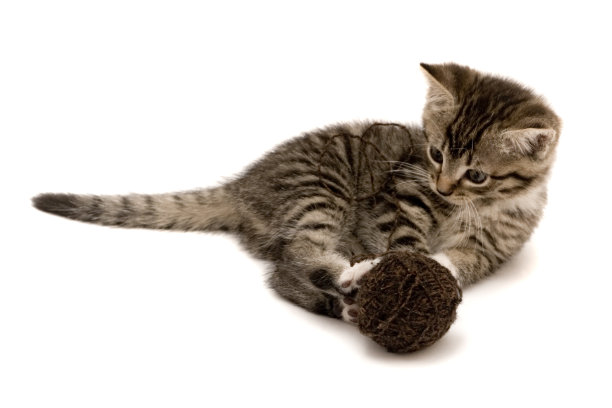 孩子的猫图片下载