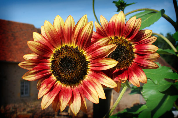 太阳的花图片下载