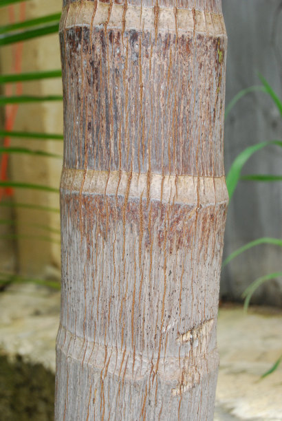 棕榈树干图片下载