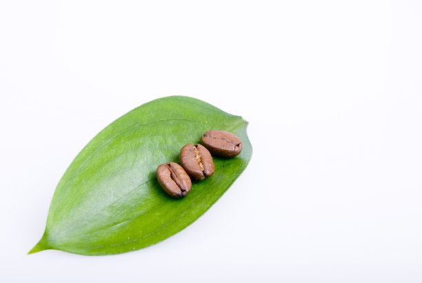 叶子上有咖啡豆图片下载