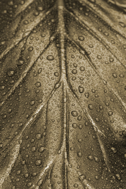 金色的叶子图片下载