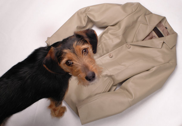 皮夹克狗狗图片下载