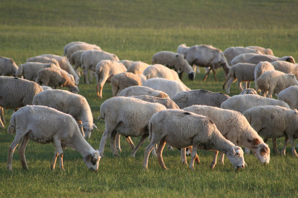 群绵羊图片下载