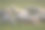 群绵羊图片下载