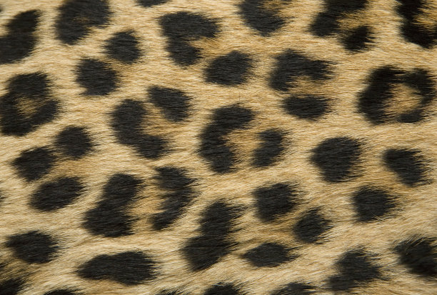 豹的皮肤纹理图片下载
