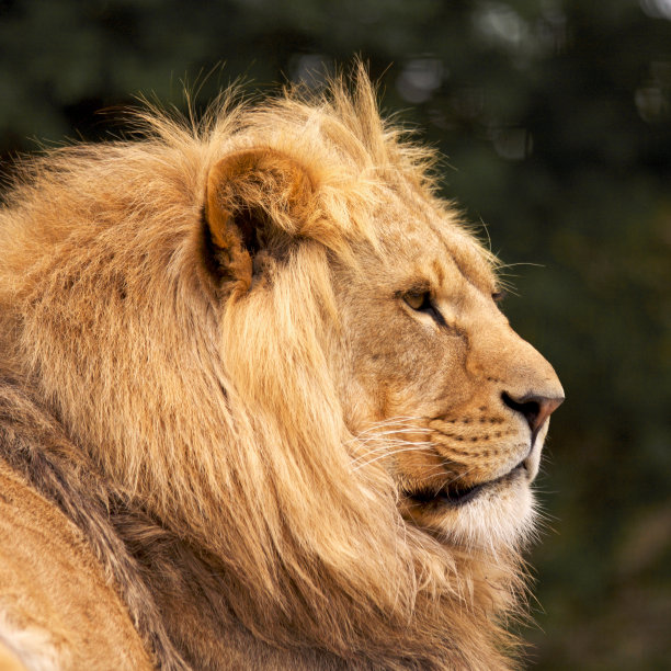雄性非洲狮子图片下载