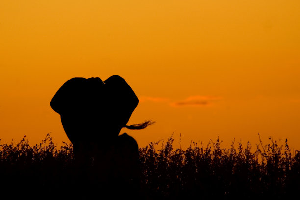 大象日落图片下载