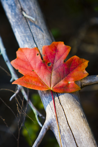红色的枫树叶图片下载
