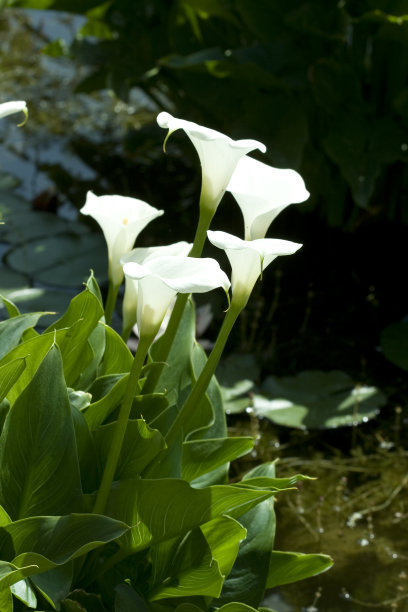 两只美丽的白色睡莲(荷花)图片下载