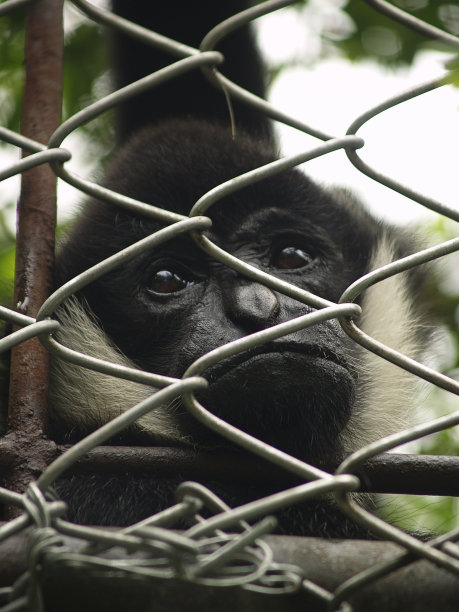 长臂猿监禁图片下载