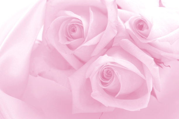 微妙的粉红色玫瑰图片下载