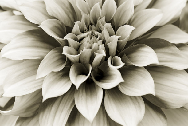 大丽花近景深褐色调图片下载