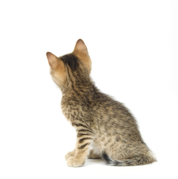 凯特在角落里看图片下载