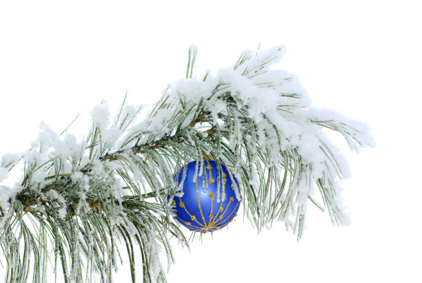 雪松枝上的蓝球图片下载