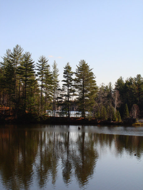 湖中的长春藤的倒影图片下载