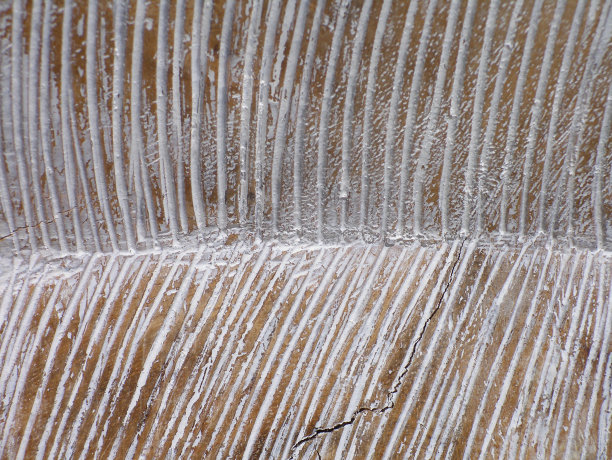 有图案的木图片下载