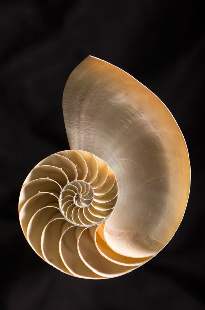 鹦鹉螺公司96图片下载