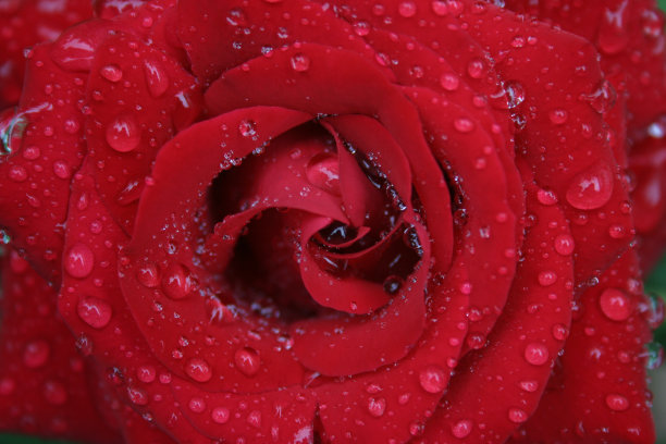 红色雨天玫瑰图片下载