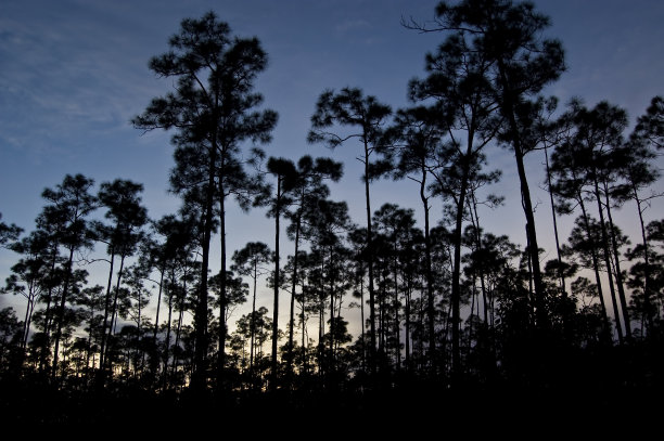 日落时的湿地松林图片下载