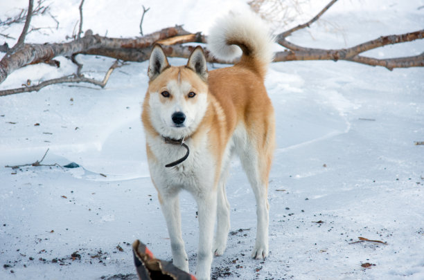 小山羊皮图片下载