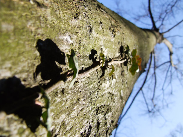 树干上昆虫特写镜头图片下载