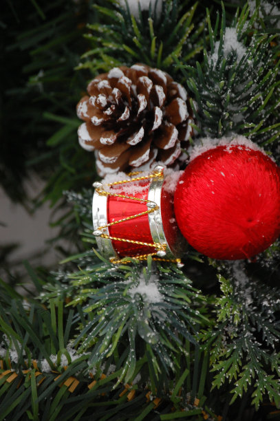 冬天的绿色植物图片下载