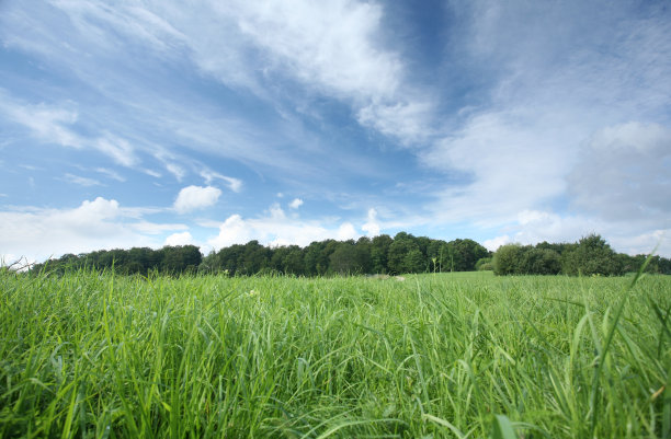 春天的草图片下载