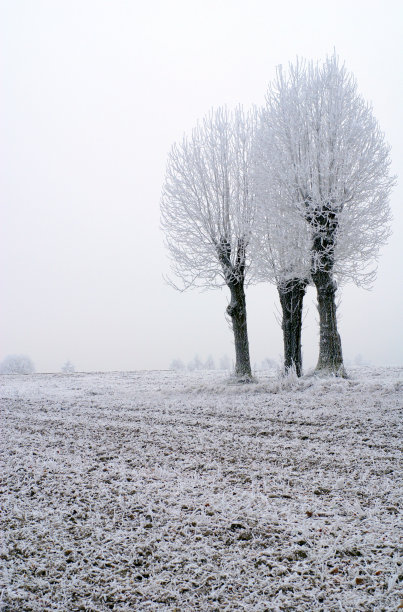 雪地上的树木顶着天空图片下载