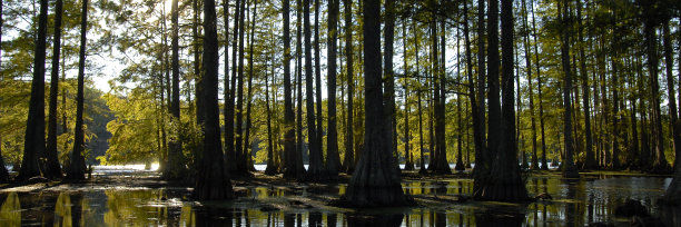 柏树站图片下载