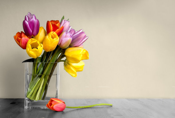 彩色郁金香在清楚的方形基础上灰色的桌面图片下载