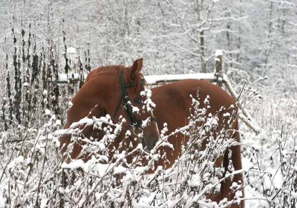 杰戴看着我。图片下载