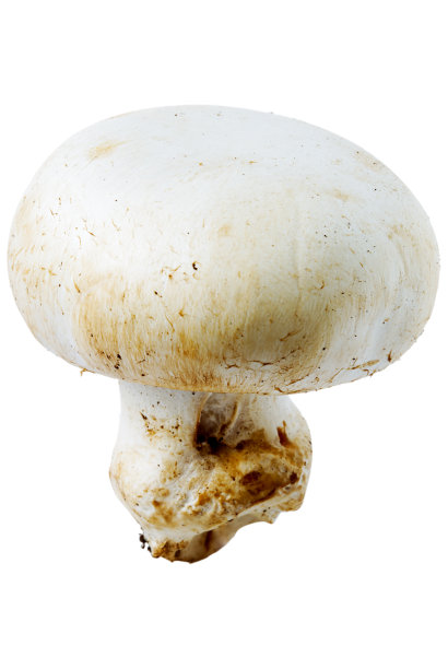 草地上的蘑菇图片下载