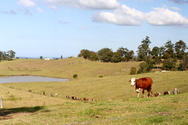 喂养时间的牛图片下载
