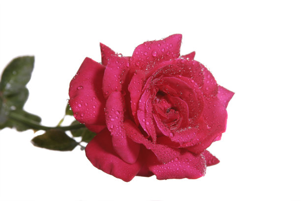 红罗莎图片下载