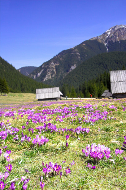 番红花图片下载