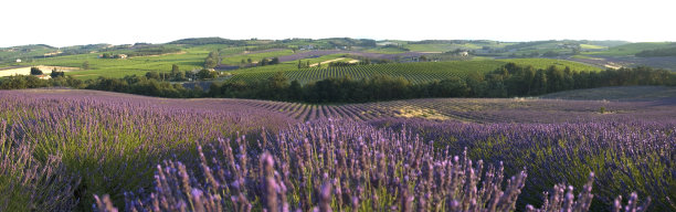 全景薰衣草田图片下载