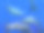 海豚图片下载