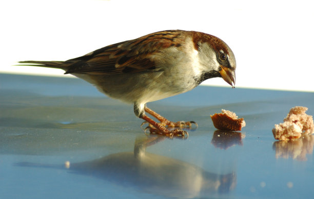 麻雀吃图片下载