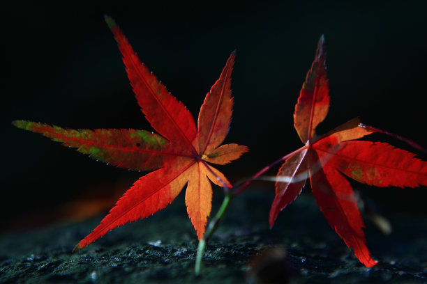 日本枫树“momiji”图片下载