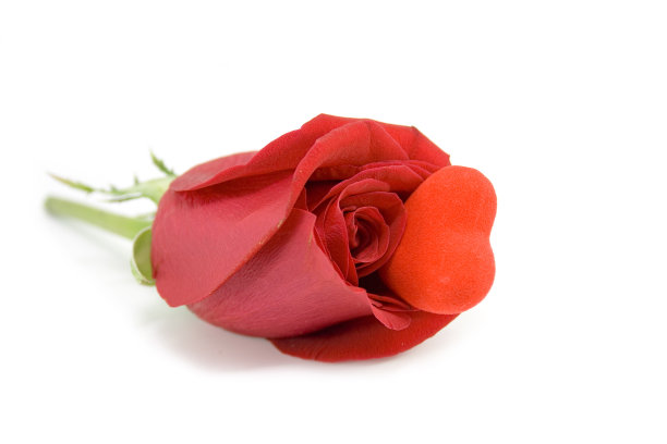 情人的心在红玫瑰里图片下载