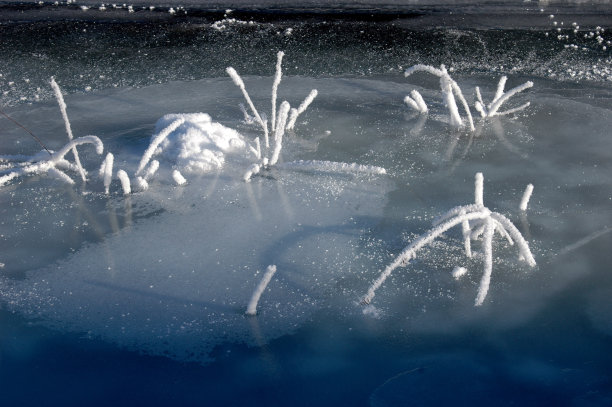 冰冻河流中的冰冻植物图片下载