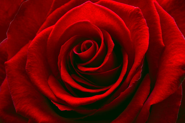 大玫瑰。图片下载